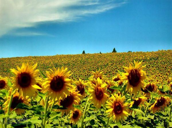 چگونه  عکاس با سفر به سراسر جهان پول می گیرد 3